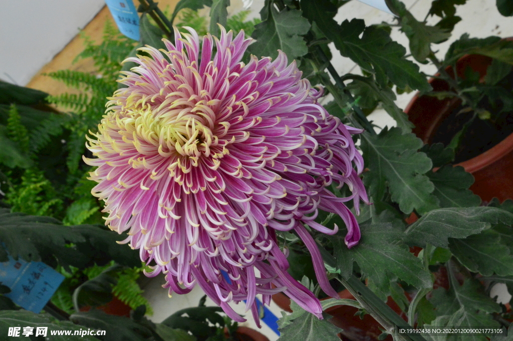 菊花