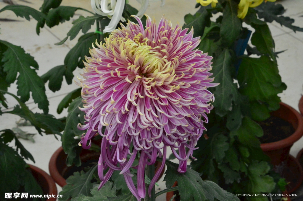 菊花