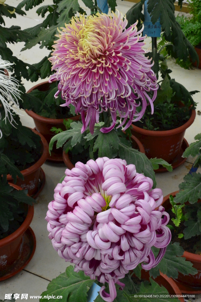 菊花