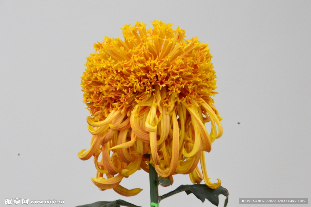 菊花 