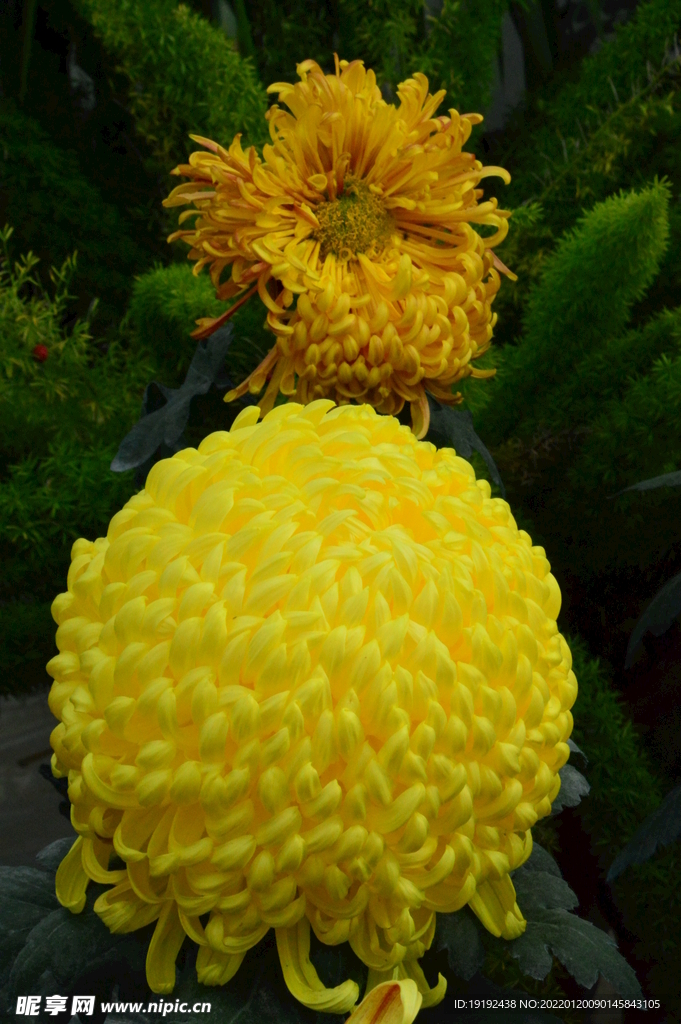 菊花 