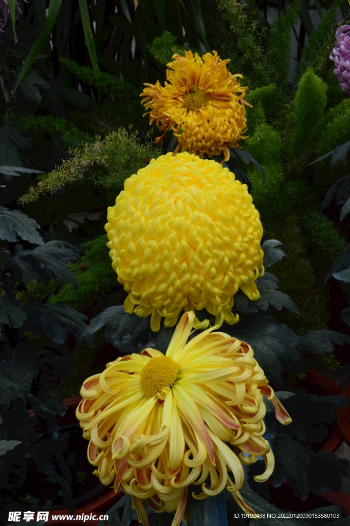 菊花 