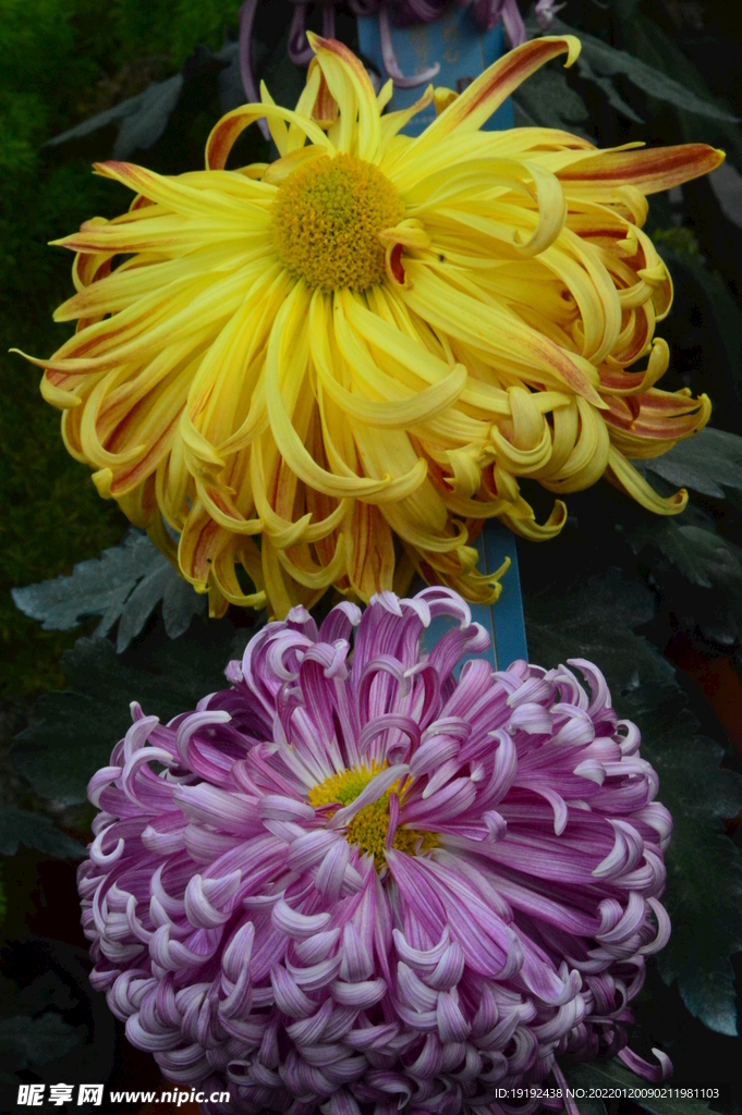 菊花