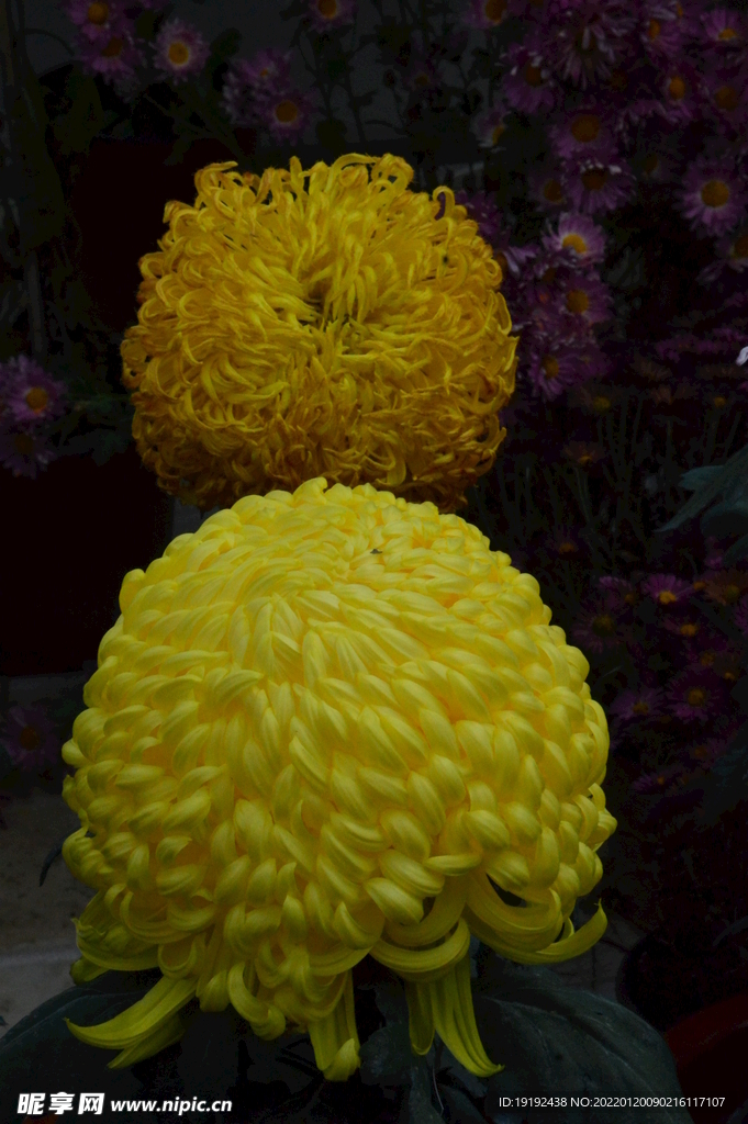 菊花 