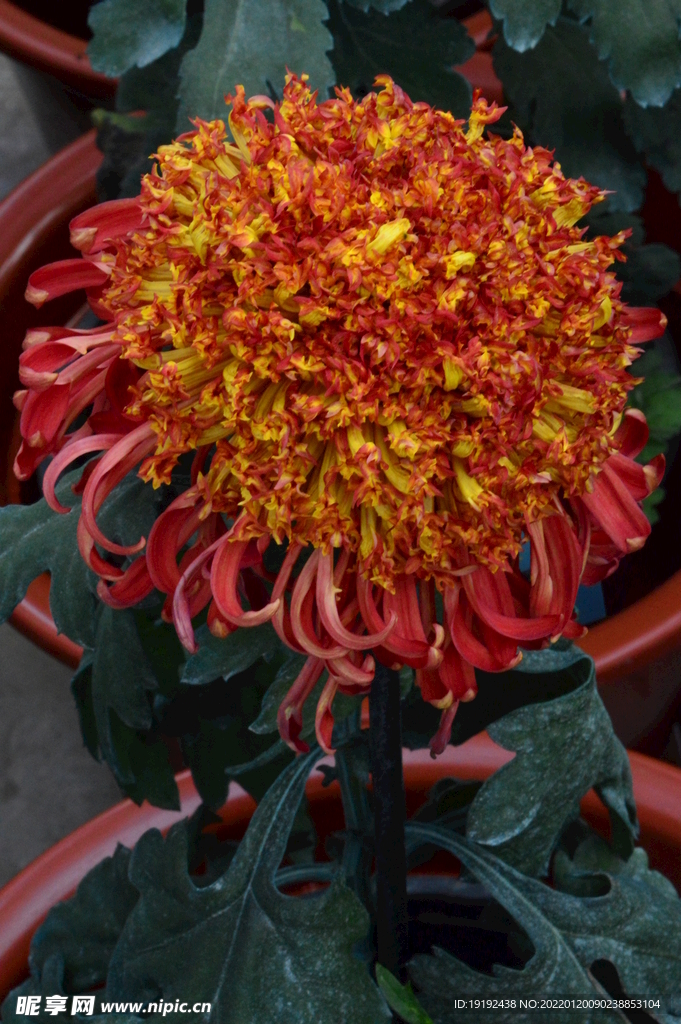 菊花 