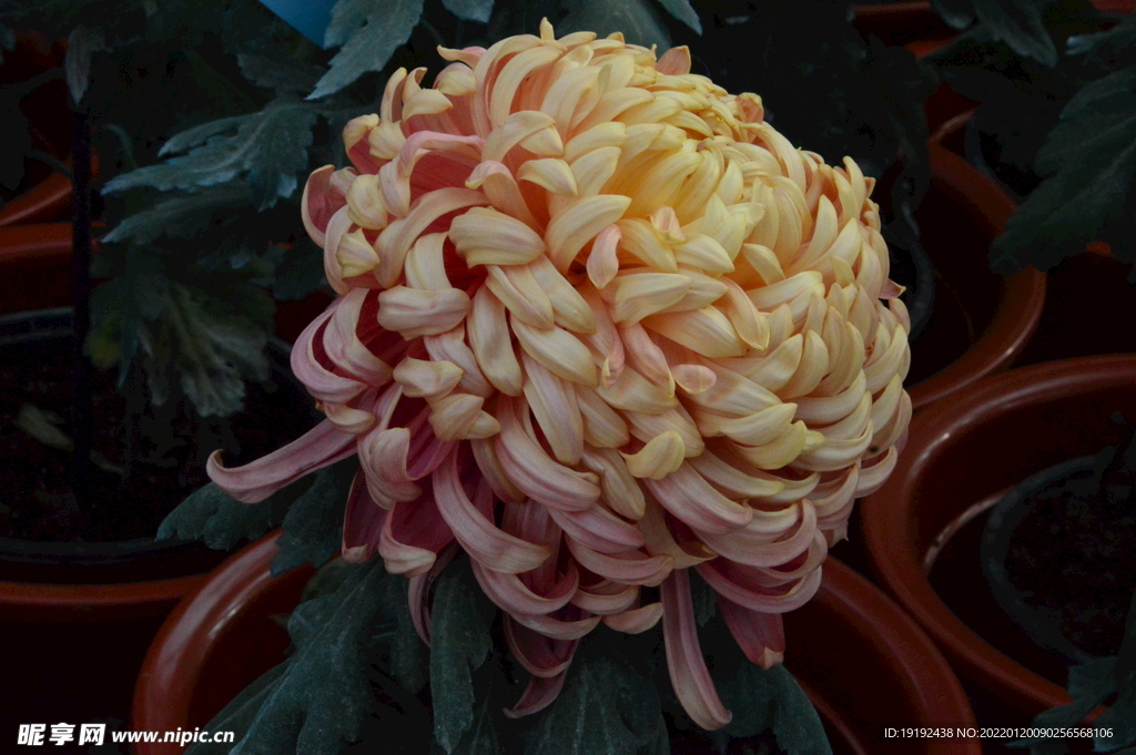 菊花