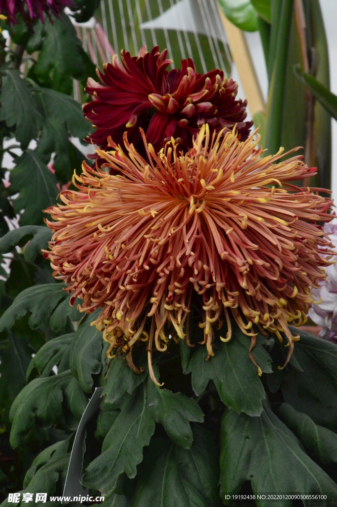 菊花 