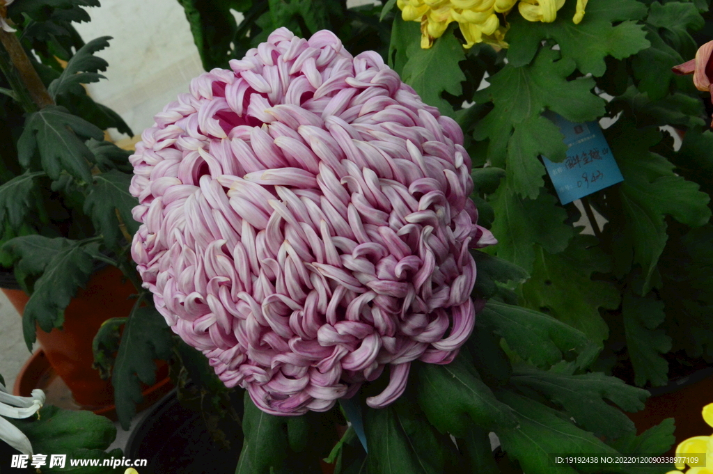 菊花