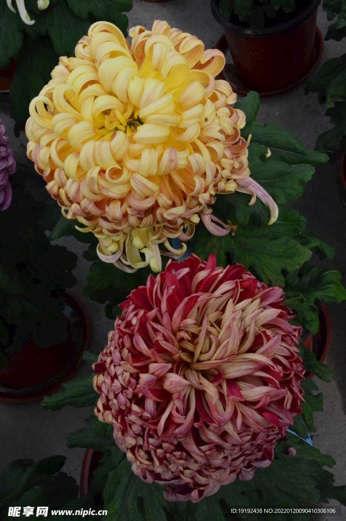 菊花 