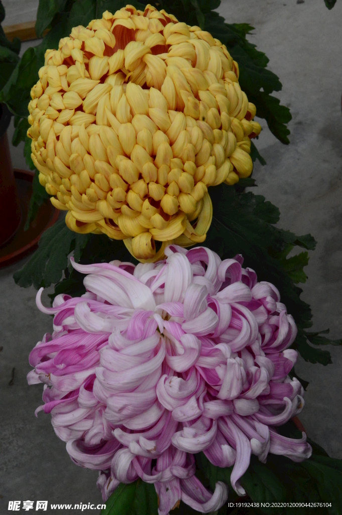 菊花 