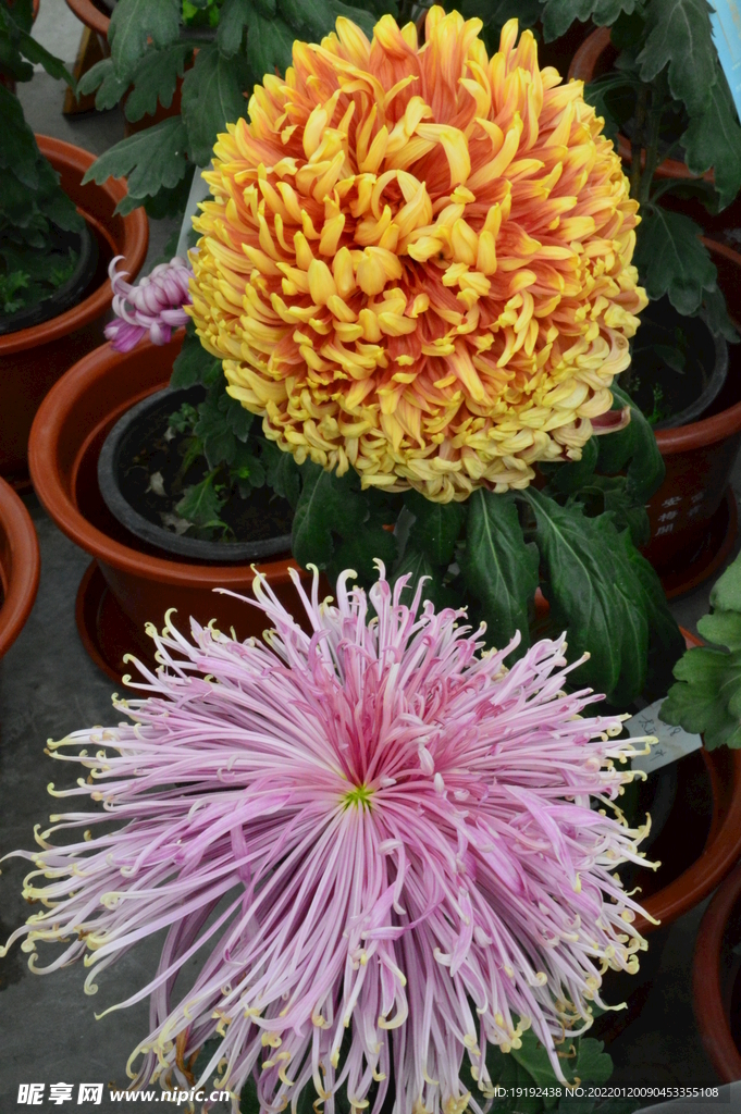 菊花 