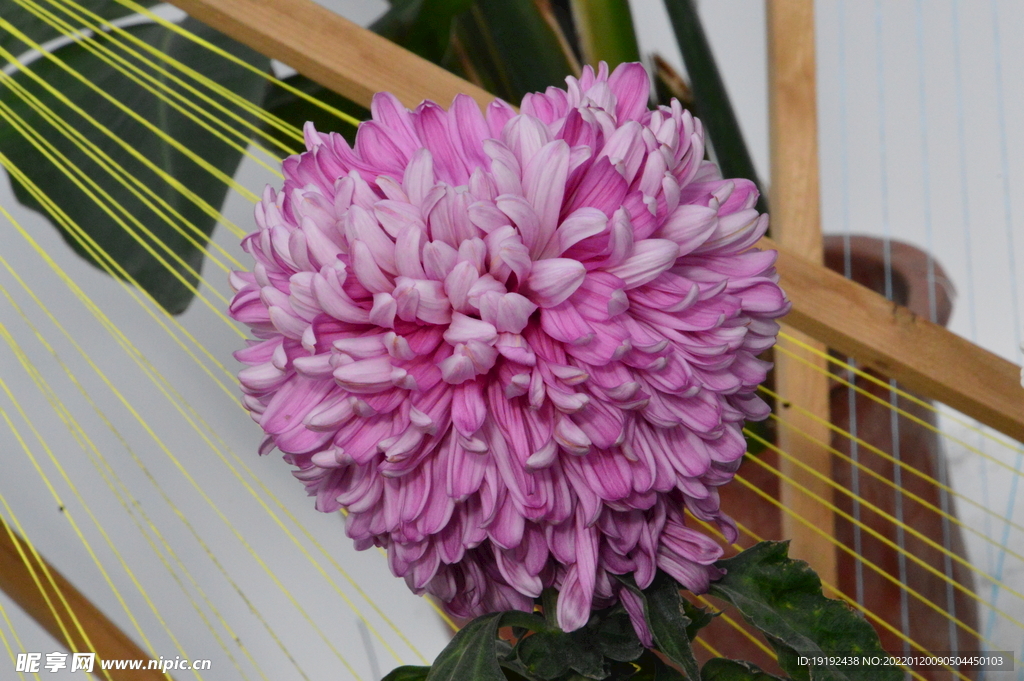 菊花 