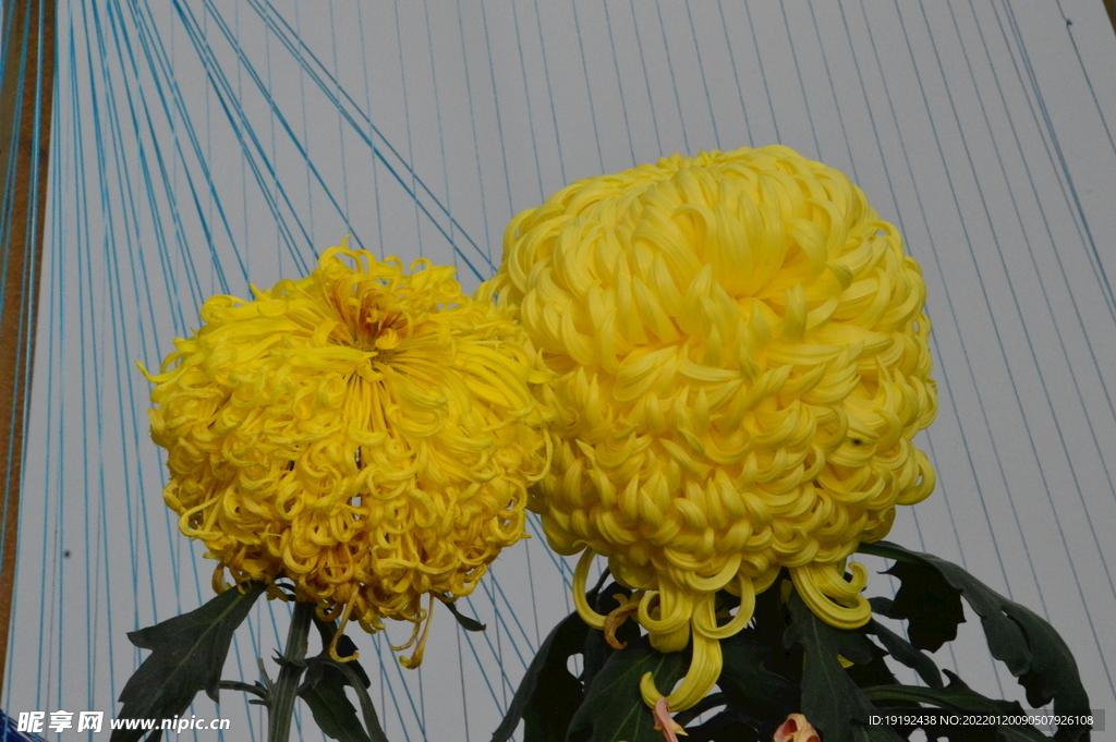 菊花 