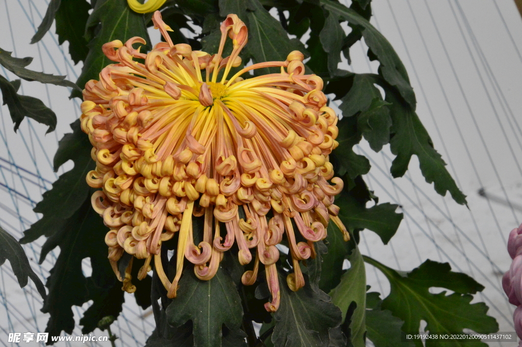 菊花 