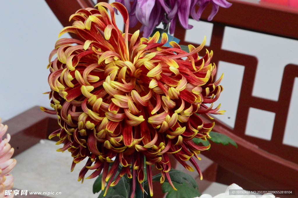 菊花 