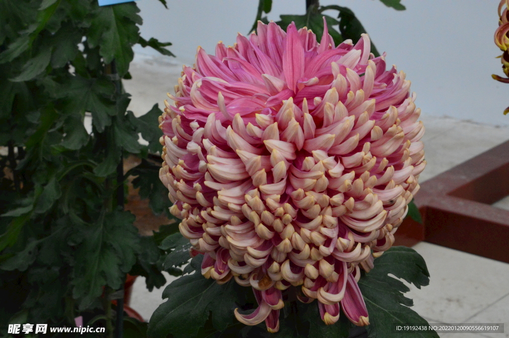 菊花