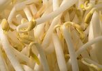 豆芽