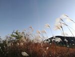 芦苇荡摄影图