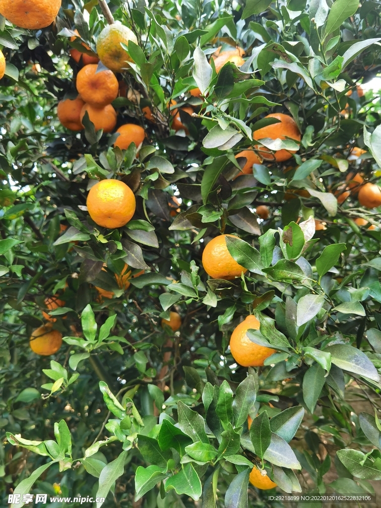 沃柑