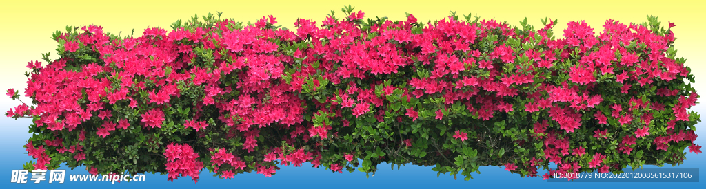 园林花坛 