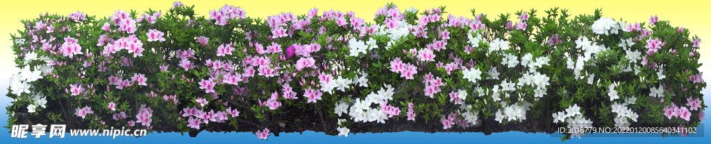 园林花坛 