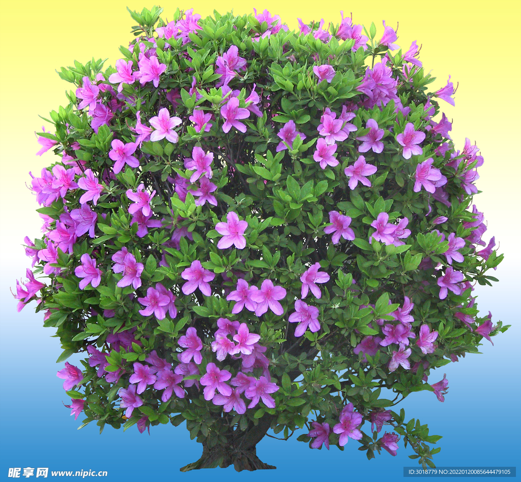 园林花坛 