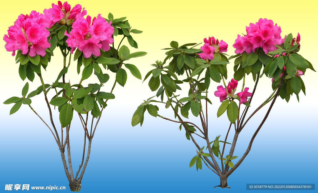 园林花坛 