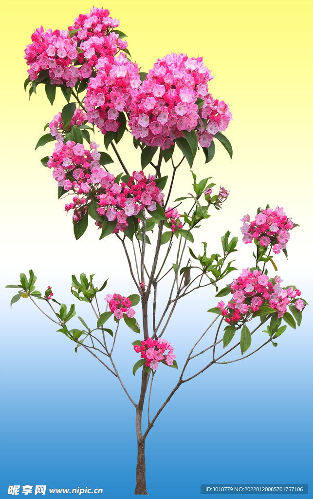 园林花坛 