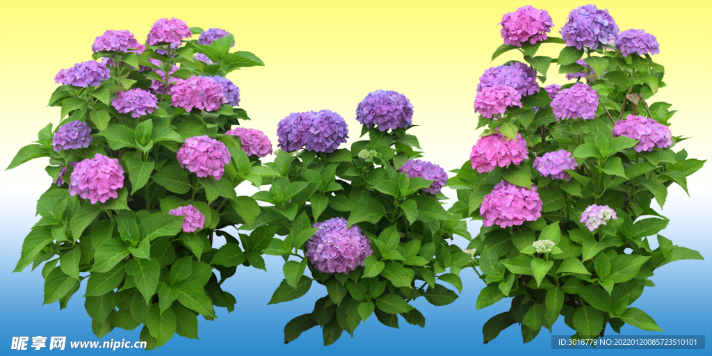 园林花坛 