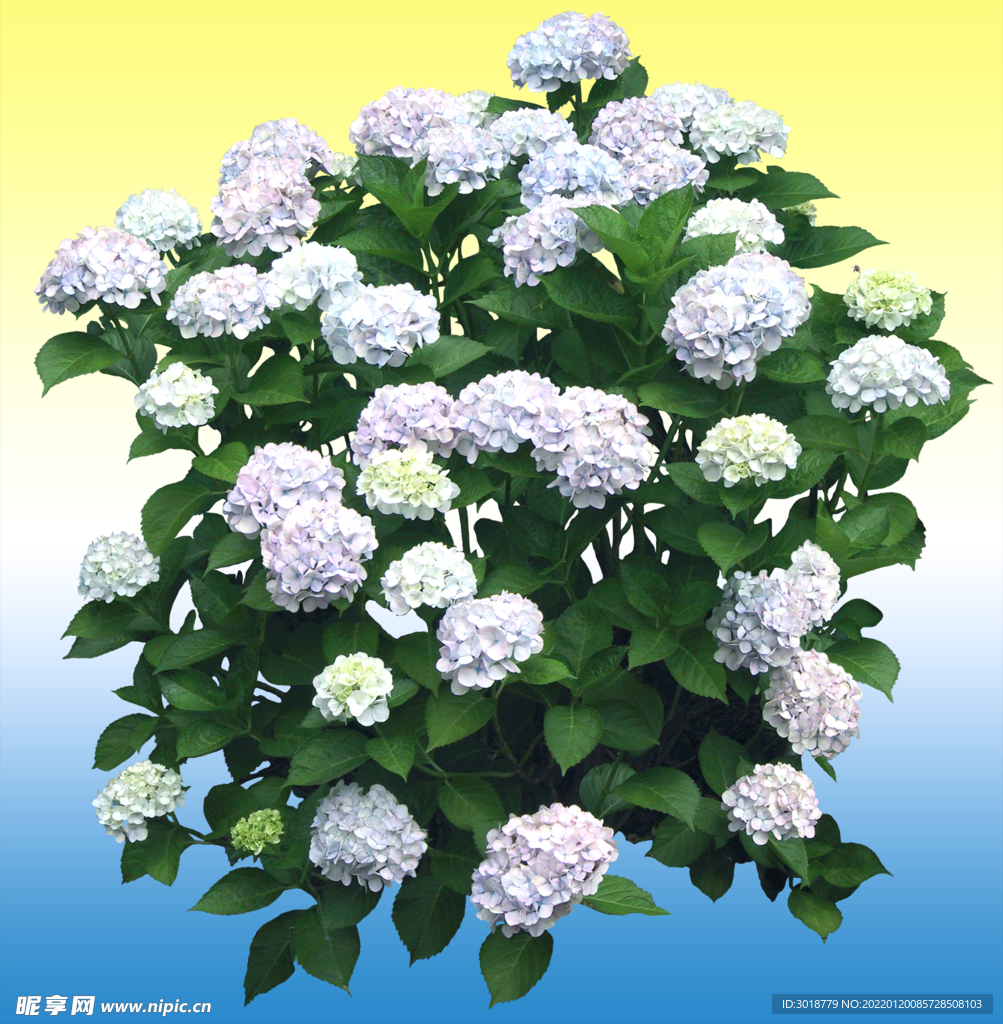 园林花坛 