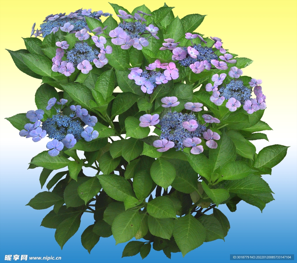 园林花坛