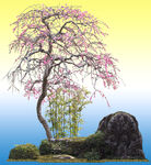 桃树