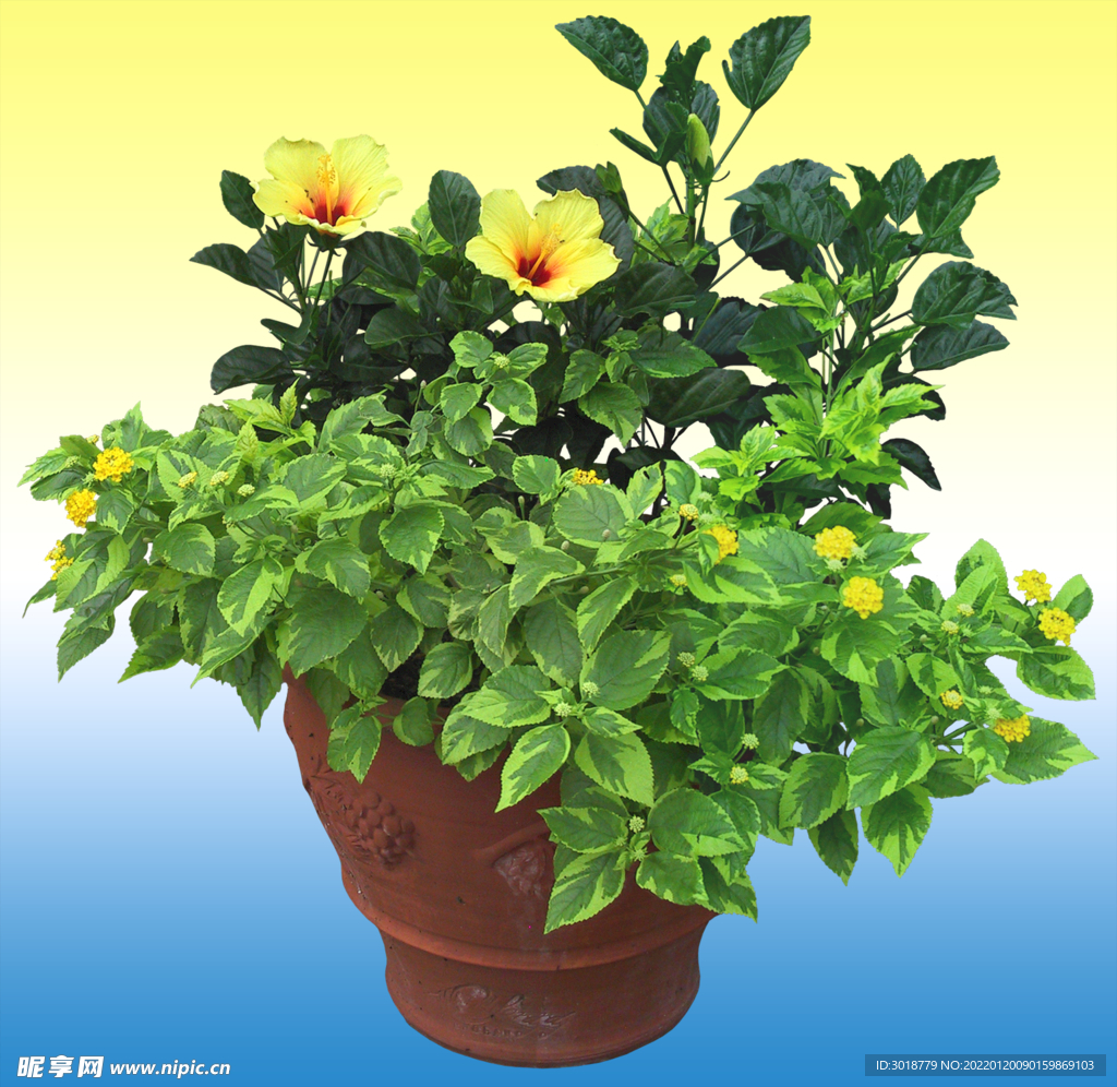园林花坛 