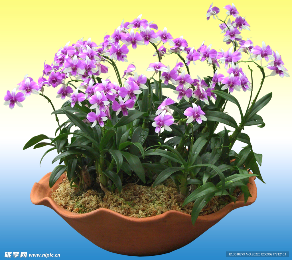 园林花坛