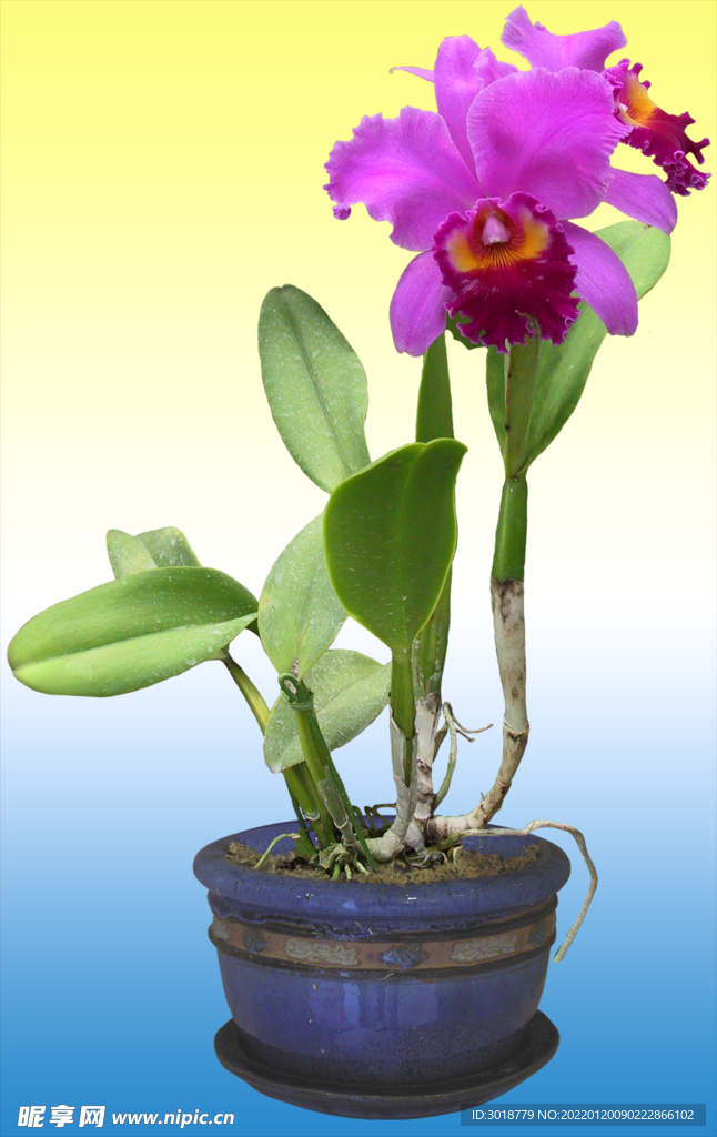 园林花坛 