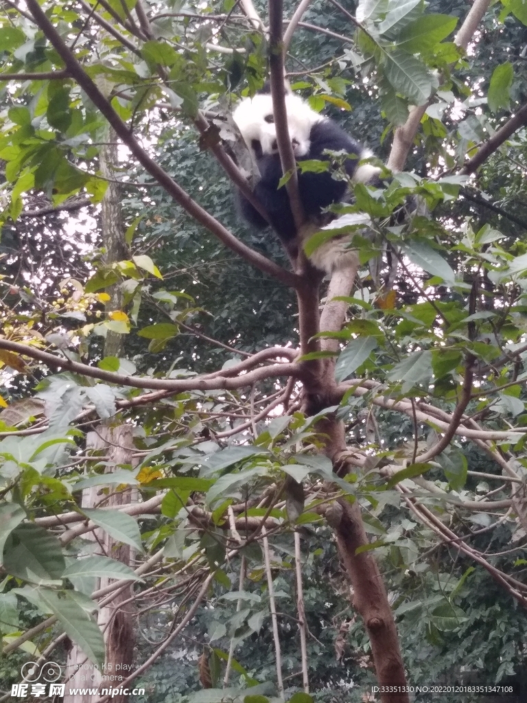 成都熊猫基地