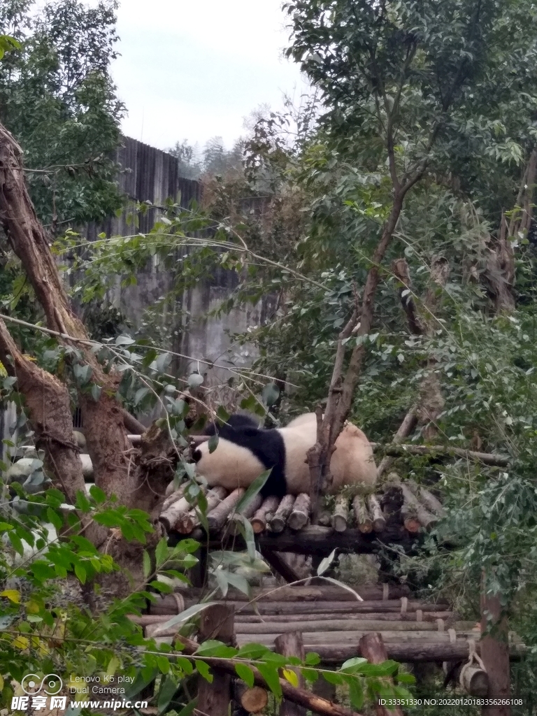 成都熊猫基地