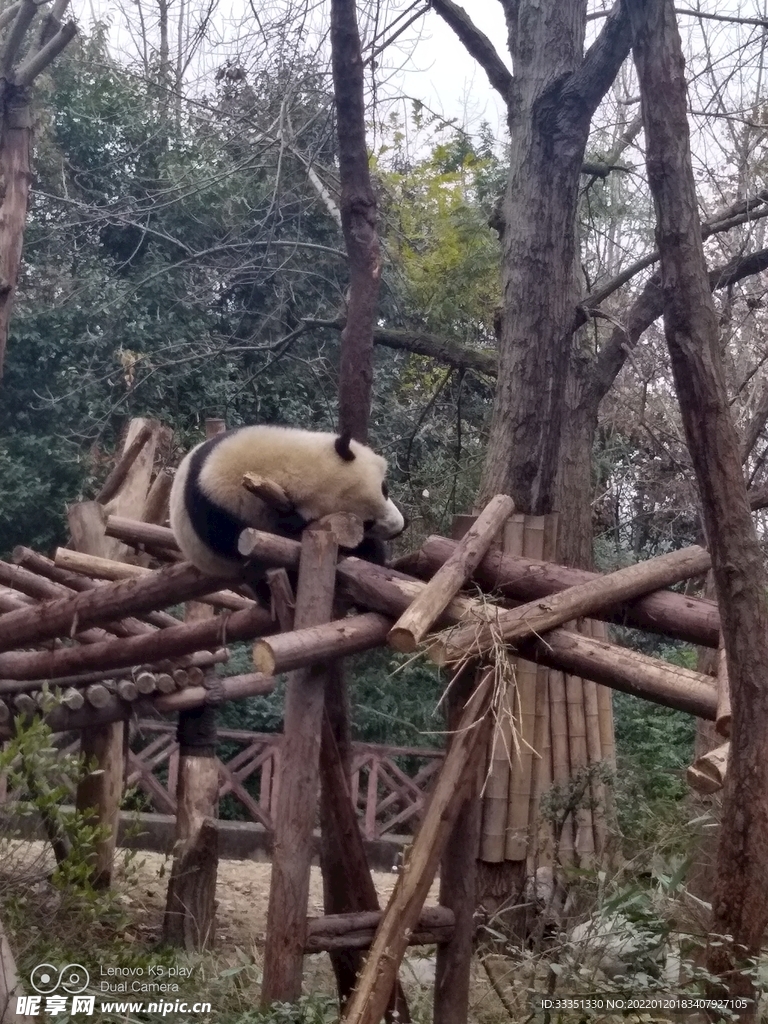 成都熊猫基地