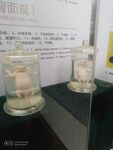成都熊猫基地 