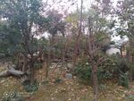  成都熊猫基地