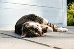 撒娇的小猫 可爱 喵星人