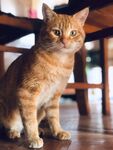 小可爱猫咪 喵星人 萌宠