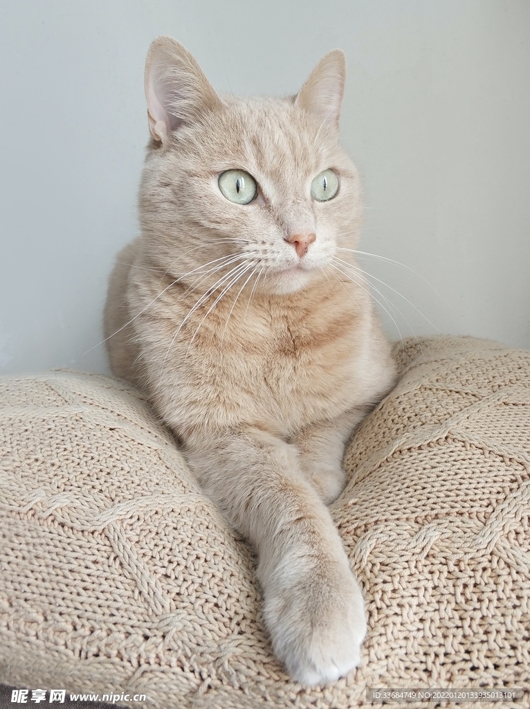 优雅的猫咪 美人