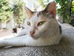 酷酷的猫咪 喵星人