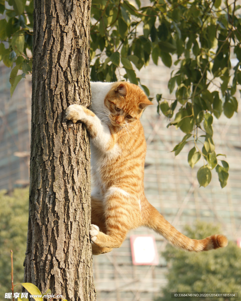 爬树的猫 橘色猫咪