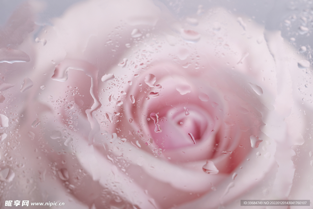 玫瑰花背景 水珠玻璃 粉色