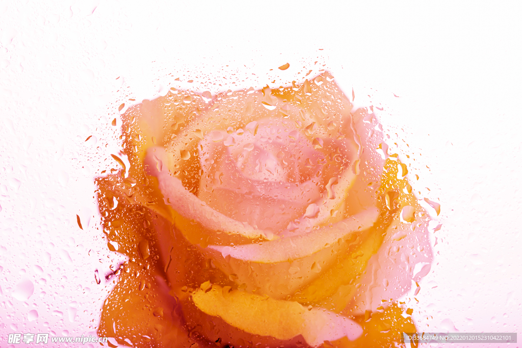 玫瑰花背景 香槟色 水珠玻璃