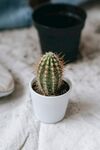 仙人掌 小盆栽 植物