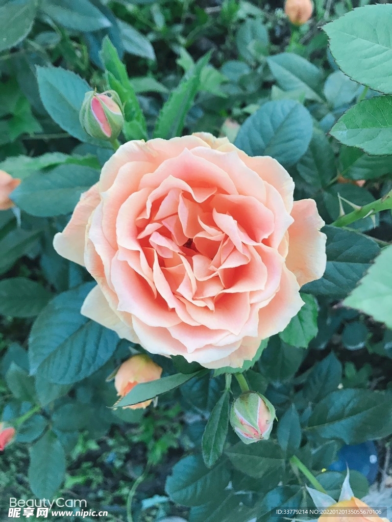 玫瑰花  