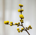 蜡梅花高清大图 